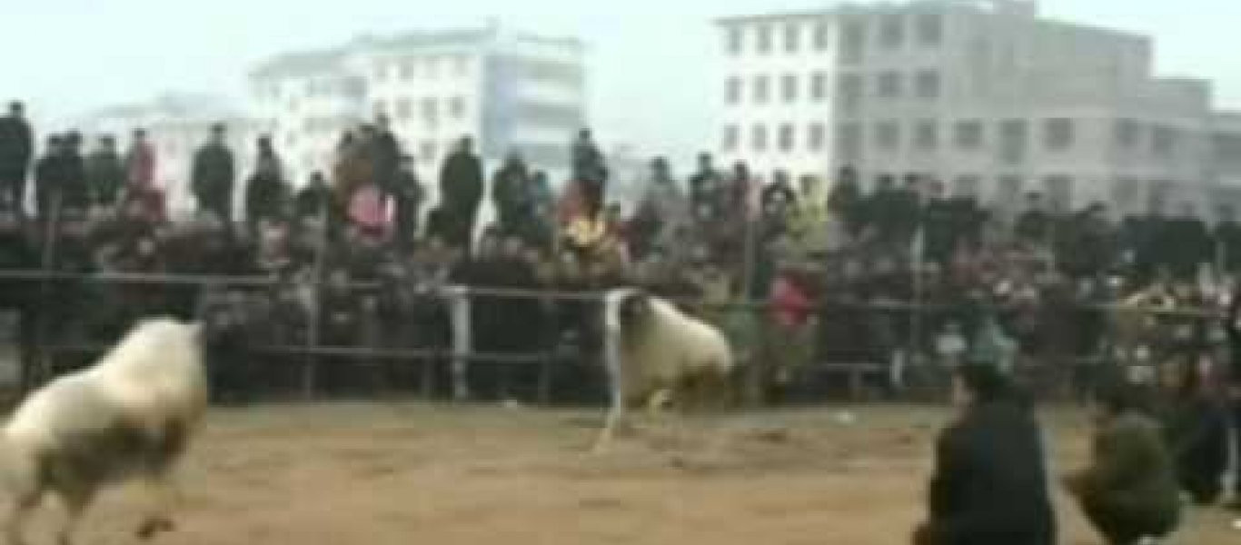 Βίντεο: Επική μονομαχία δύο κριαριών με τον κόσμο να παρακολουθεί καθηλωμένος